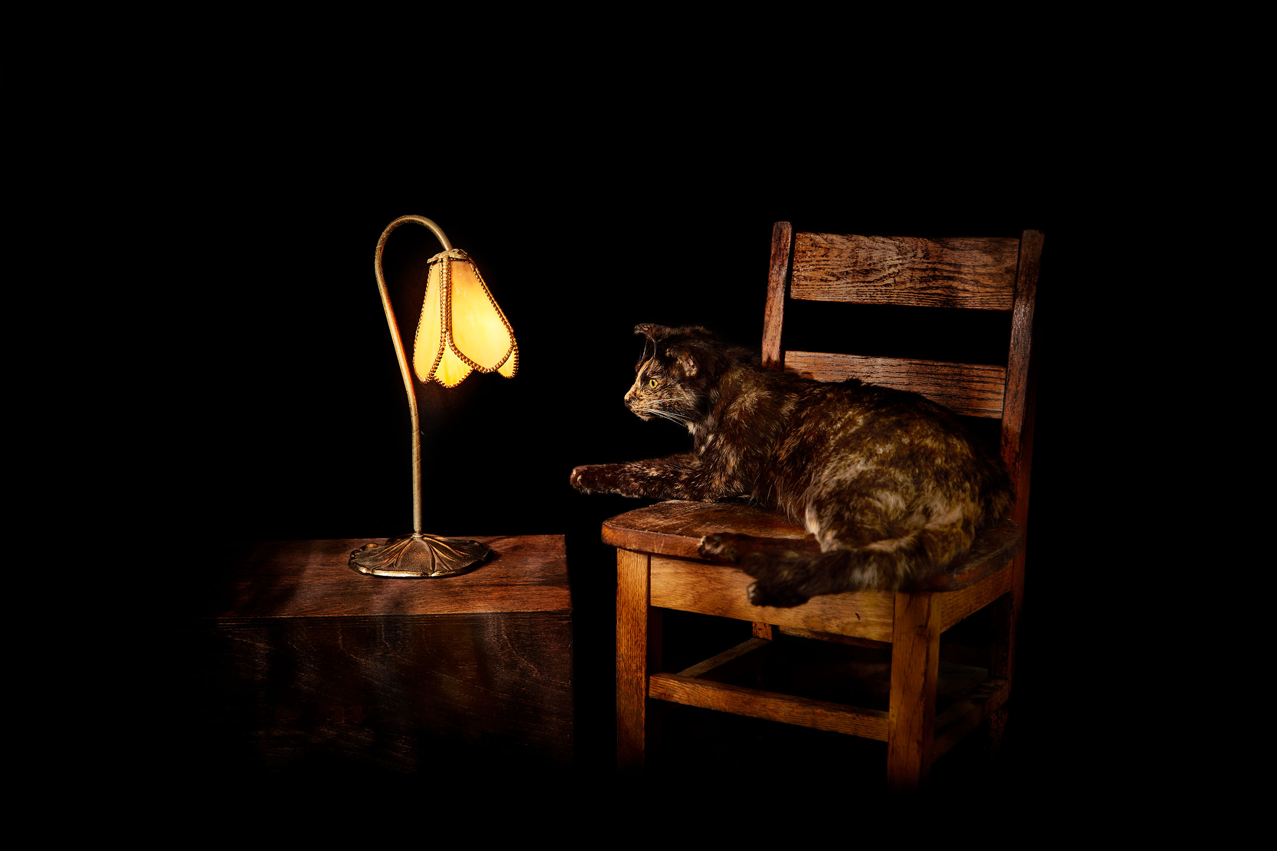 100817_TAXIDERMY11877